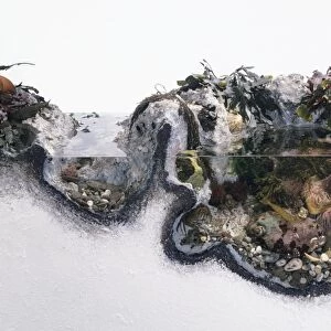 Cross-section of various fishes and underwater plants amongst seaweed