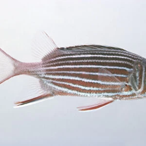 Crowned squirrelfish (Holocentrus diadema), side view