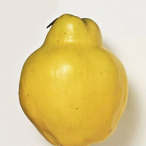 Cydonia oblonga, Quince, yellow green fruit