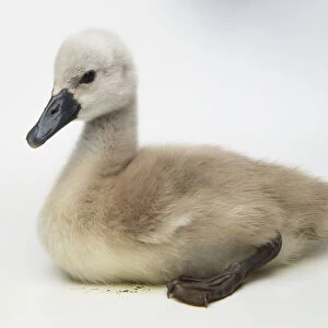A Cygnet with grey-light brown coat