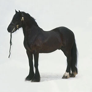 Dales pony, standing, side view