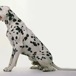 Dalmatian dog, sitting, side view