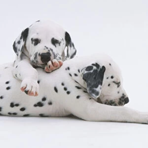 Dalmatian puppy (Canis familiaris) lying down with its eyes closed and paws outstretched, second puppy leaning over its back, facing forward