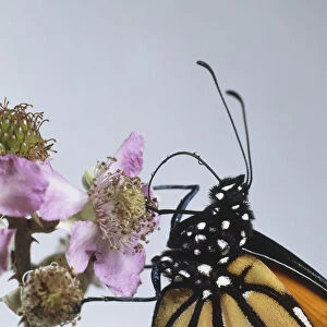 Danaus plexippus, Monarch Butterfly perched on flowerhead, close up