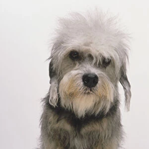 Dandie Dinmont Terrier (Canis familiaris), close up, front view