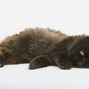 Dark brown long-haired Cat (Felis catus) lying down, facing forward