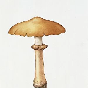 Dark Fieldcap (Agrocybe erebia), illustration