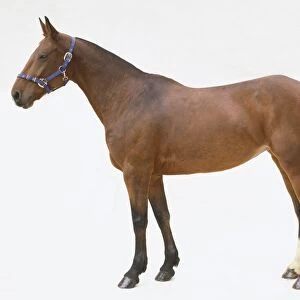 Dartmoor pony (Equus caballus), side view
