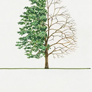 Davidia involucrata (Dove tree)