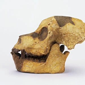 Dawn Ape (Aegyptopithecus zeuxis), skull of female primate from Oligocene epoch, side view