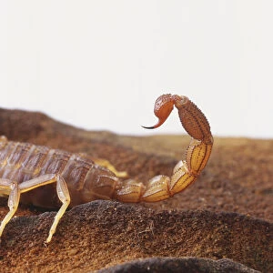 Desert Scorpion, Androctonus amoreuxi, perches on a reddish brown rock while curling its tail and stretching out its pincers