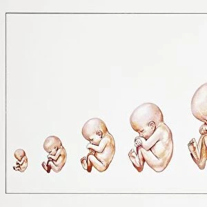 Development of Fetus from third to ninth month of pregnancy, drawing
