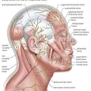 Diagram of the cutaneous nerves of the head and neck