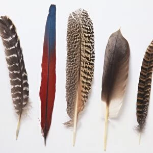 Six different birds feathers