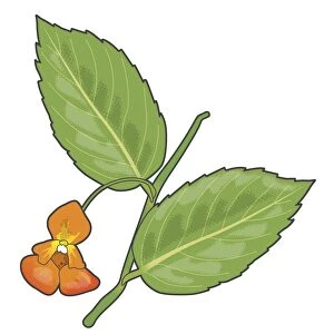 Digital illustration of Impatiens (Jewelweed), green leaves and orange flower on stem