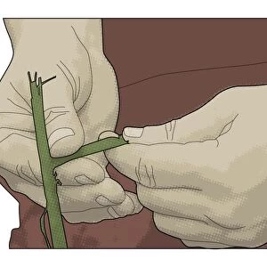 Digital illustration of man making natural rope by peeling outer layer of crushed nettle stem from pith