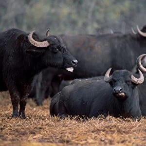 Domestic Buffalo. Bubalus Bubalis