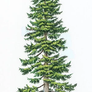 A Douglas fir tree (Pseudotsuga menziesii) which is native to western North America and was named after the Scottish 19th century botanist, David Douglas