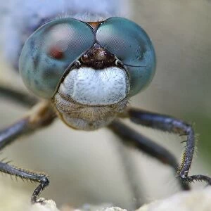 Dragonfly. Orthetrum Brunneum
