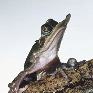 Duck-Billed Treefrog (Triprion petasatus)