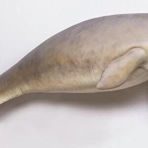 Dugong (Dugong dugon), model, side view