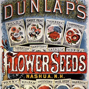 Dunlaps Flower Seeds
