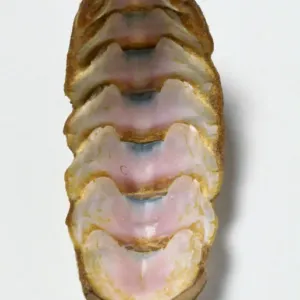 Chiton Shell Print