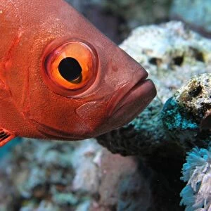 Egypt, Red Sea, a red Bigeye fish (Priacanthus arenatus) underwater, close-up