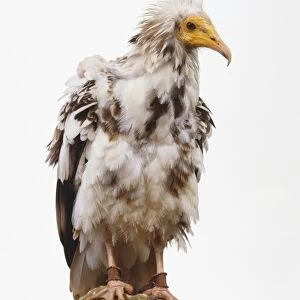 Egyptian Vulture (Neophron Percnopterus) perched on a rock, side view