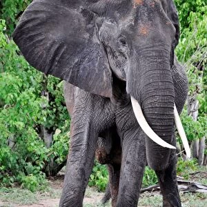 Elephant. Chobe National Park. Botswana