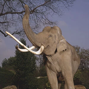 Elephas maximus, bull indian elephant, front view of adult with unusually large tusks, trunk raised, taken in the Paris zoo