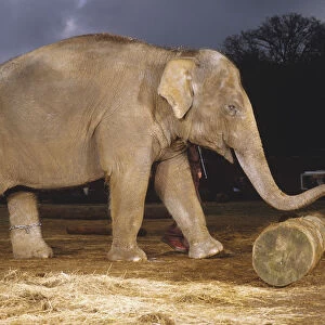 Elephas maximus, elephant, side view of adult pushing a log with its trunk