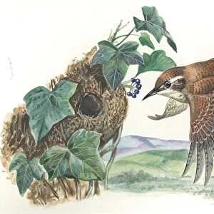 Eurasian Wren Troglodytes troglodytes at nest, illustration