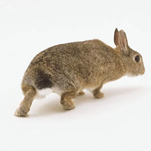 European Rabbit (Oryctolagus cuniculus) running away