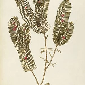European Yew (Taxus baccata), Taxaceae by Giovanni Antonio Bottione, watercolor, 1770-1781