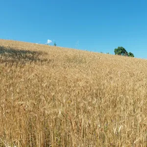 Champ de céréales. Champ de céréales.
