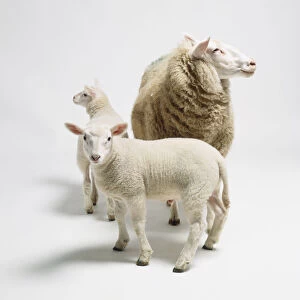 Ewe (Ovis aries) and two lambs, all facing in different directions