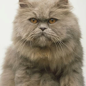 Face of a lilac Persian Longhair Cat (Felis catus)