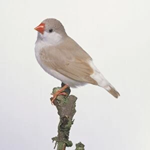 Fawn-coloured Penguin zebra finch (Taeniopygia guttata) perching on the edge of a twig, side view