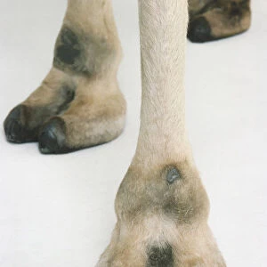 Feet of a Dromedary (Camelus dromedarius)