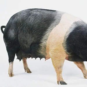 A female British Saddleback Pig (Sus domestica), a black and white pig, side view