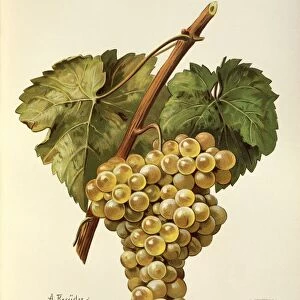 Fiano grape, illustration by A. Kreyder