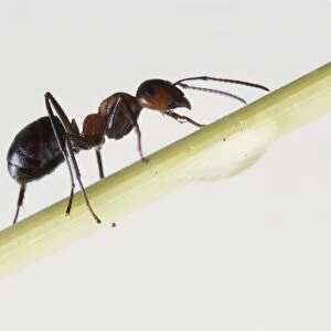 Fire ant (Solenopsidini) on stem