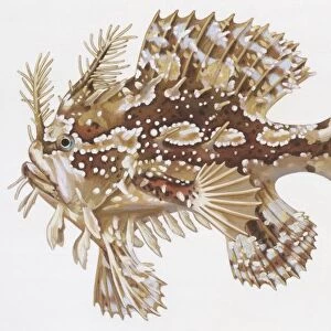 Fishes: Lophiiformes (anglerfishes), Sargassumfish (Histrio histrio), illustration