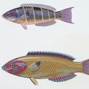 Fishes: Perciformes Labridae, Ornate wrasse (Thalassoma pavo), illustration