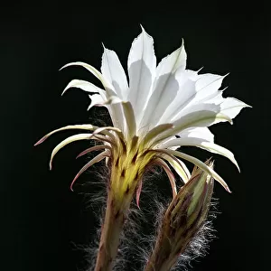 Flowers, Flowering cactus, Echinopsis oxygona hybrid