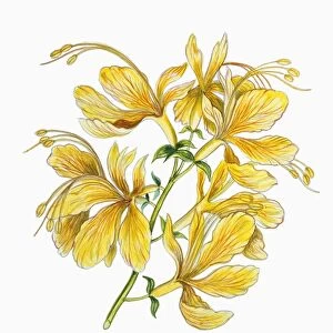 Flowers of Tamarind Tamarindus indica, illustration