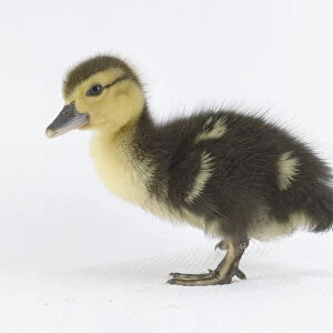 Fluffy black and yellow duckling