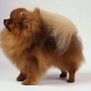 A fluffy golden-brown Pomeranian dog with its head and nose poking out from its abundant coat