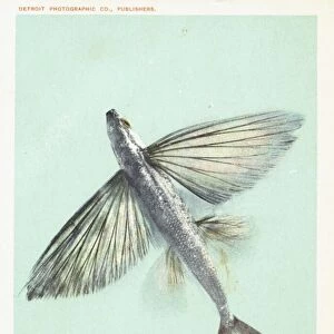 Flying Fish Postcard. ca. 1903, Flying Fish Postcard